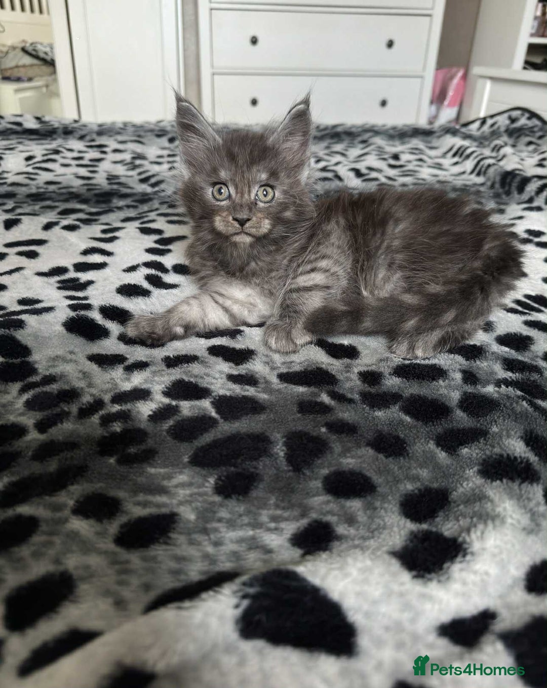 Maine Coon cats for sale: BEAUTIFUL FULL MAINE COON KITTENS AVAILABLE NOW 🐱 - Advert 19