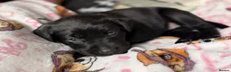 Labrador Retriever dogs for sale: LABRADOR RETRIEVER PUPPIES – HEALTH TESTED - Advert 15
