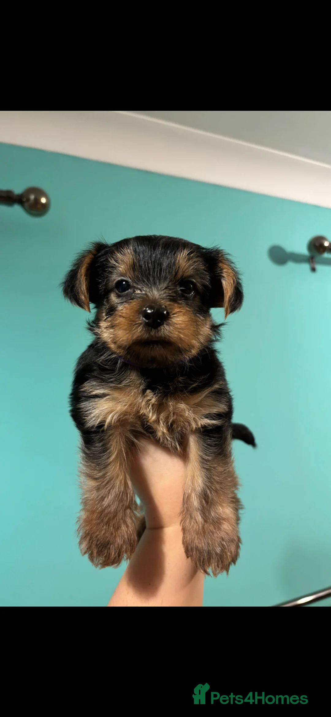 Yorkshire Terrier dogs for sale: 4 Stunning Miniature Yorkshire terriers for sale  - Advert 22