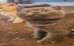 British Shorthair cats for sale: BSH BLUE AND BSH GOLD KITTENS Ready now! - Image 20