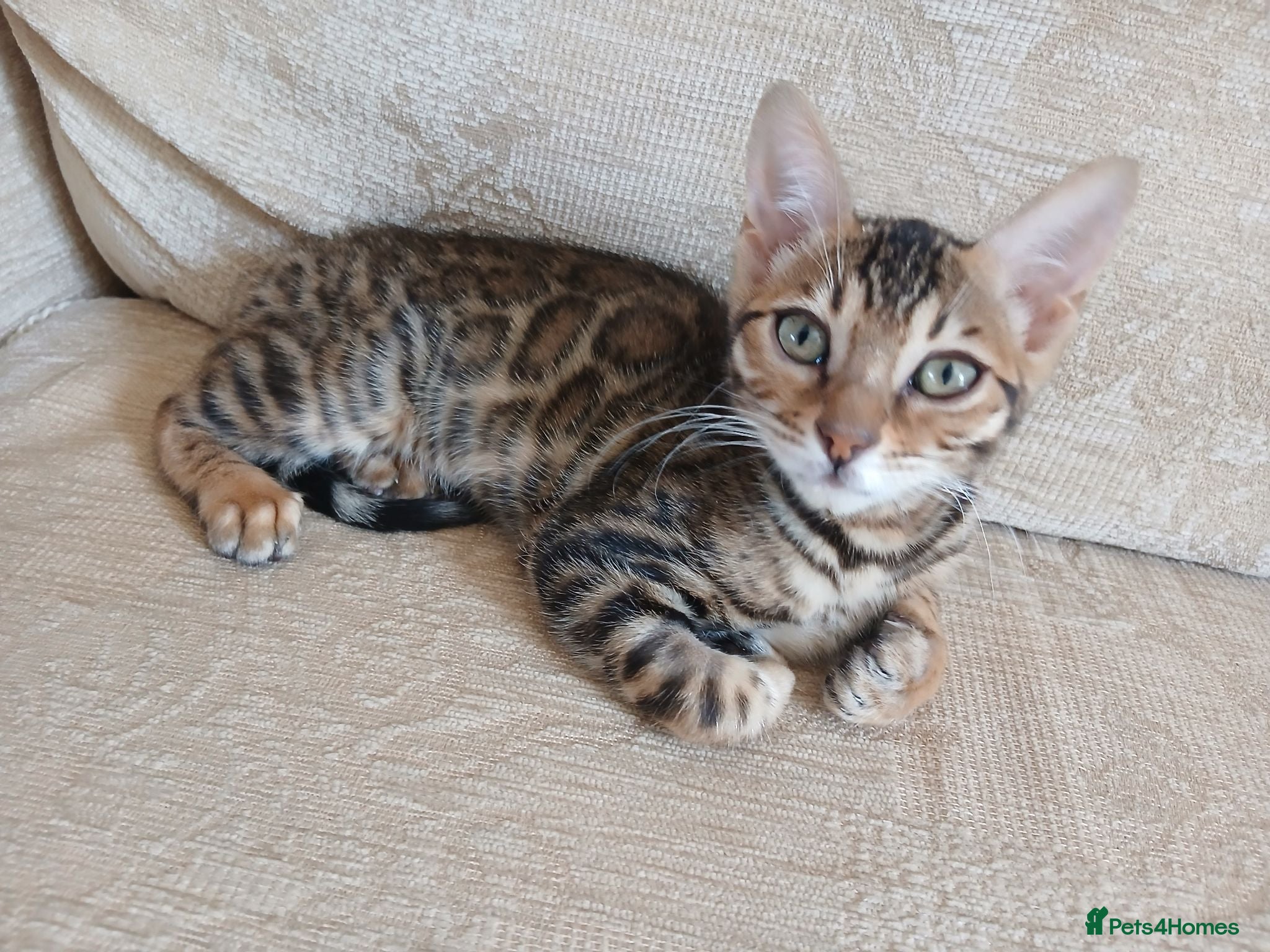Bengal cats Family raised TICA Bengal kittens READY NOW - Advert 8