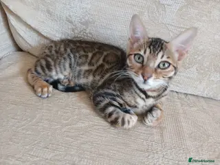 Bengal cats Family raised TICA Bengal kittens READY NOW - Advert 8