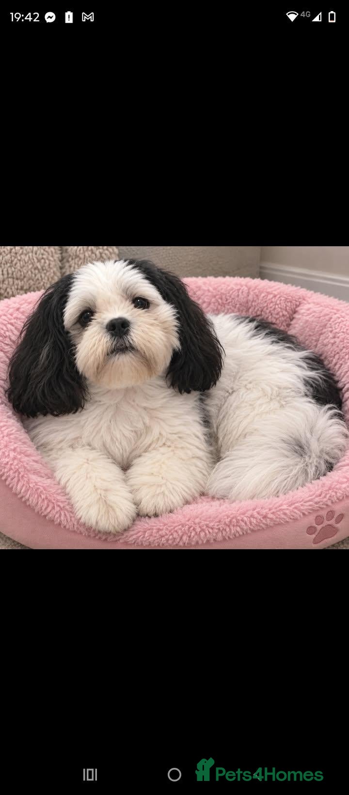 Shih Tzu dogs Gorgeous Female shihtzu  - Advert 13