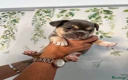 French Bulldog dogs for sale: Big Rope, Big Rope Fluffy & French Bullg - Advert 33