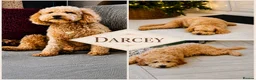 Mini Goldendoodle dogs for sale: F2B MINIATURE GOLDENDOODLE 🐾 FULLY VACCINATED ❤️ in Malmesbury - Advert 5
