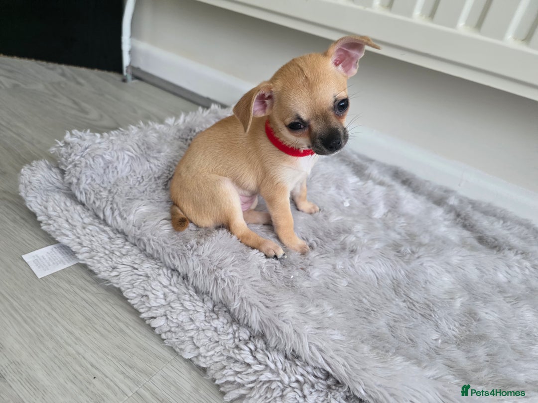 Chihuahua dogs for sale: Chihuahua Puppies 20TH  READY TO GO  - Advert 16