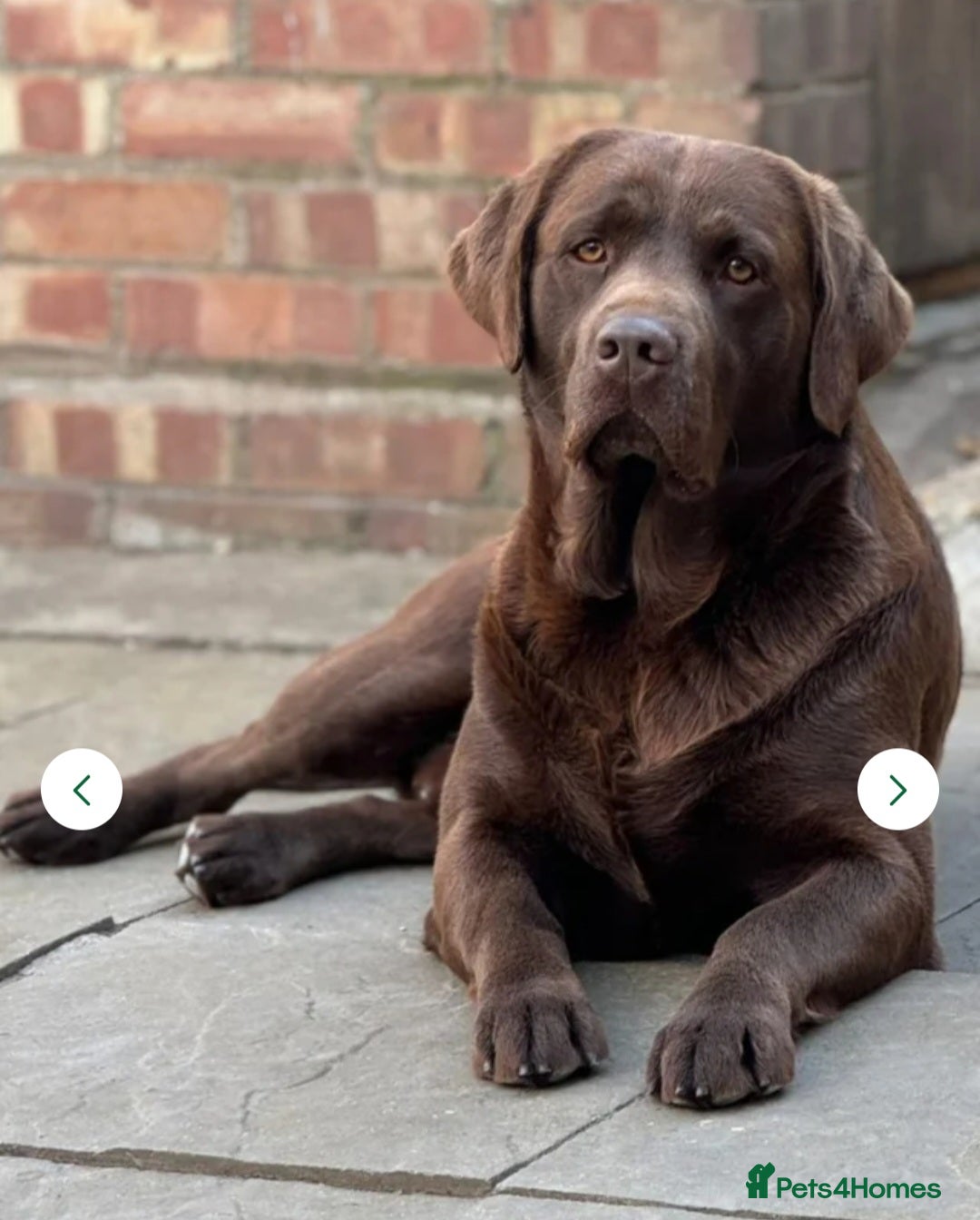 Labrador Retriever dogs for sale: Stunning 9 Labradors puppies  - Advert 12