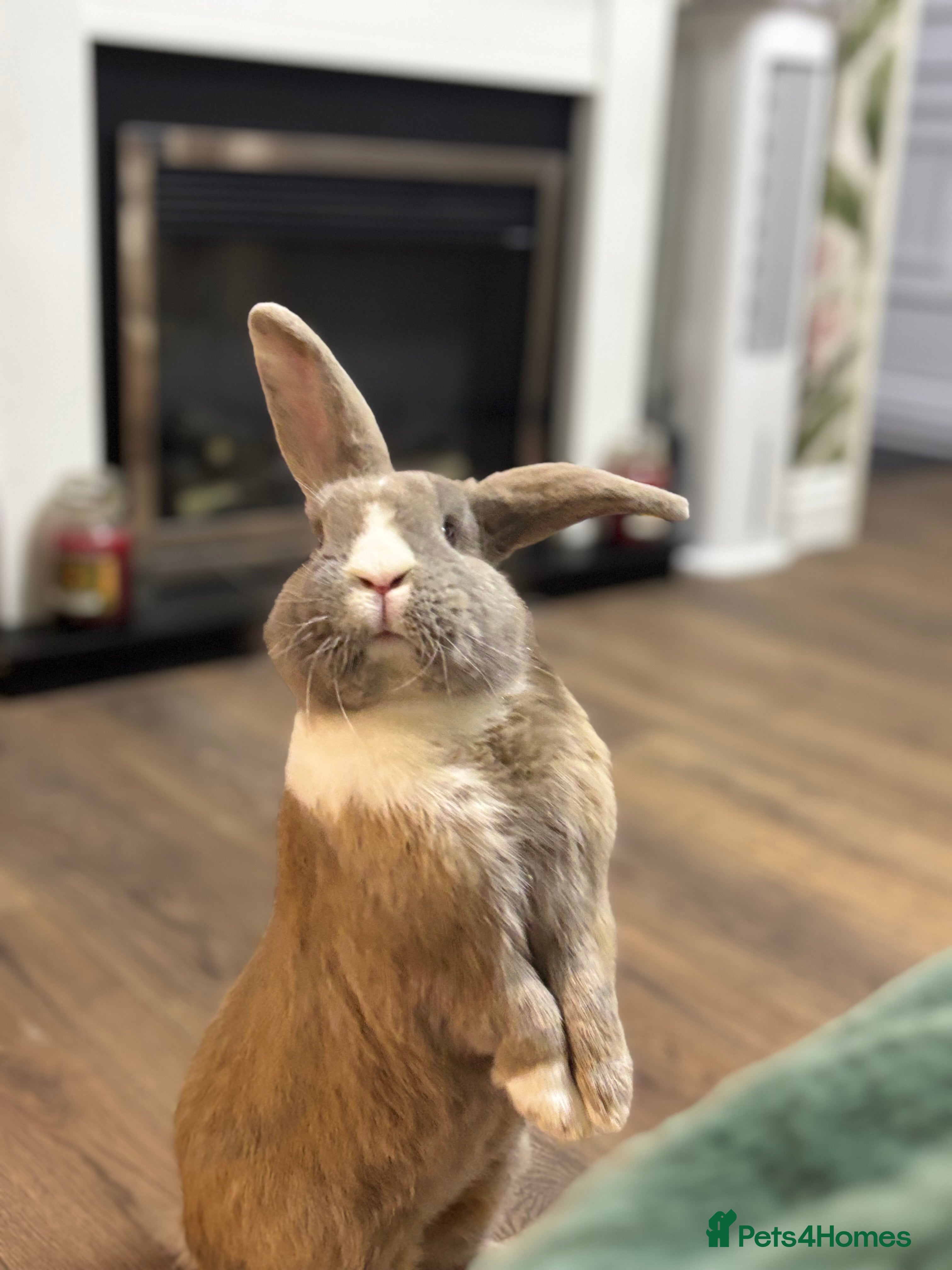 Mixed Breed rabbits Blue eyed continental x buck - Advert 1