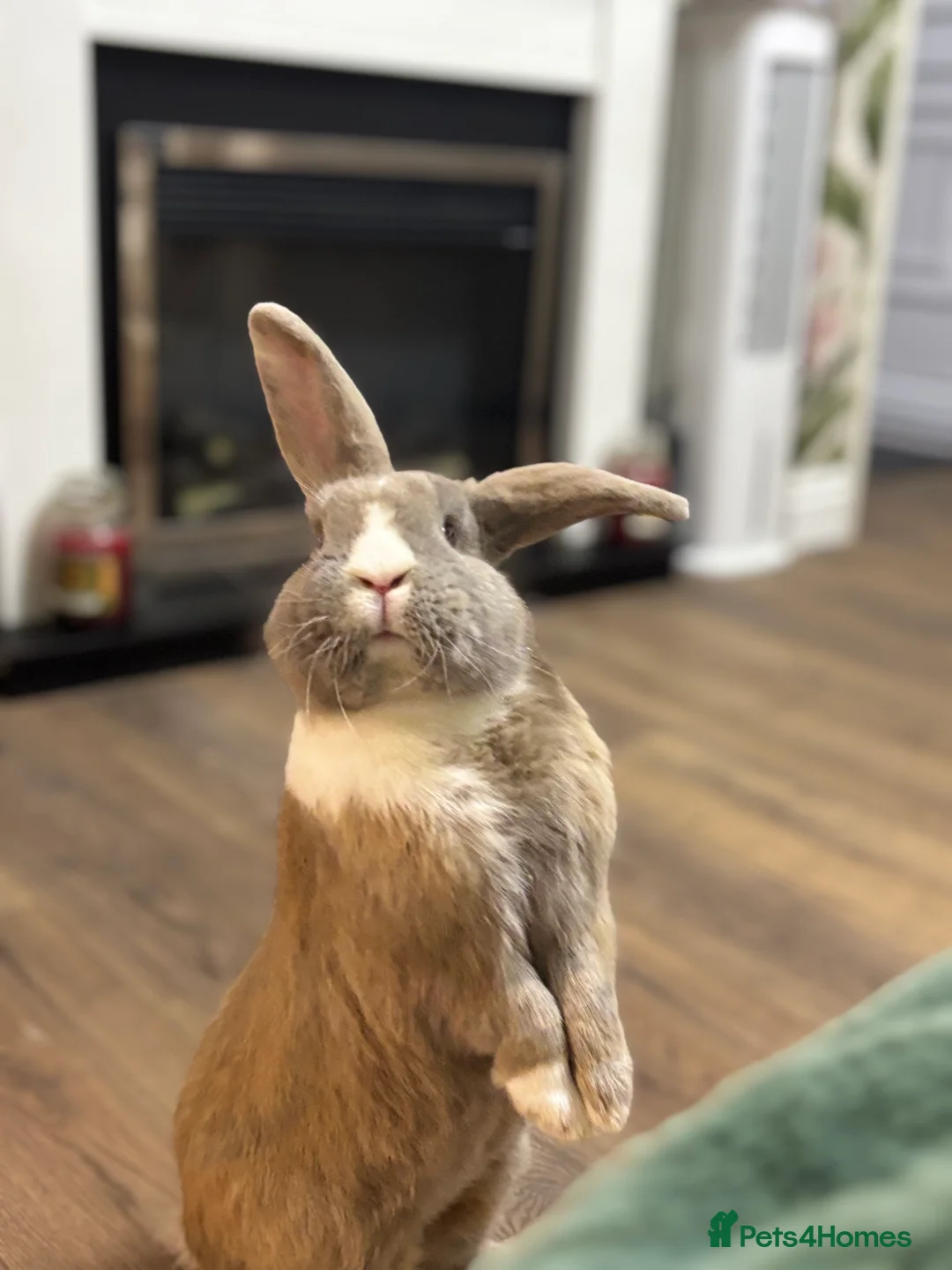 Mixed Breed rabbits for sale: Blue eyed continental x buck - Advert 1