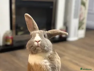 Mixed Breed rabbits Blue eyed continental x buck - Advert 1