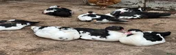 Ducks poultry for sale: Muscovy Ducks - Advert 4