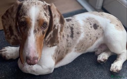 Miniature Dachshund dogs for sale: Beautiful miniature dachshund for sale  - Image 2