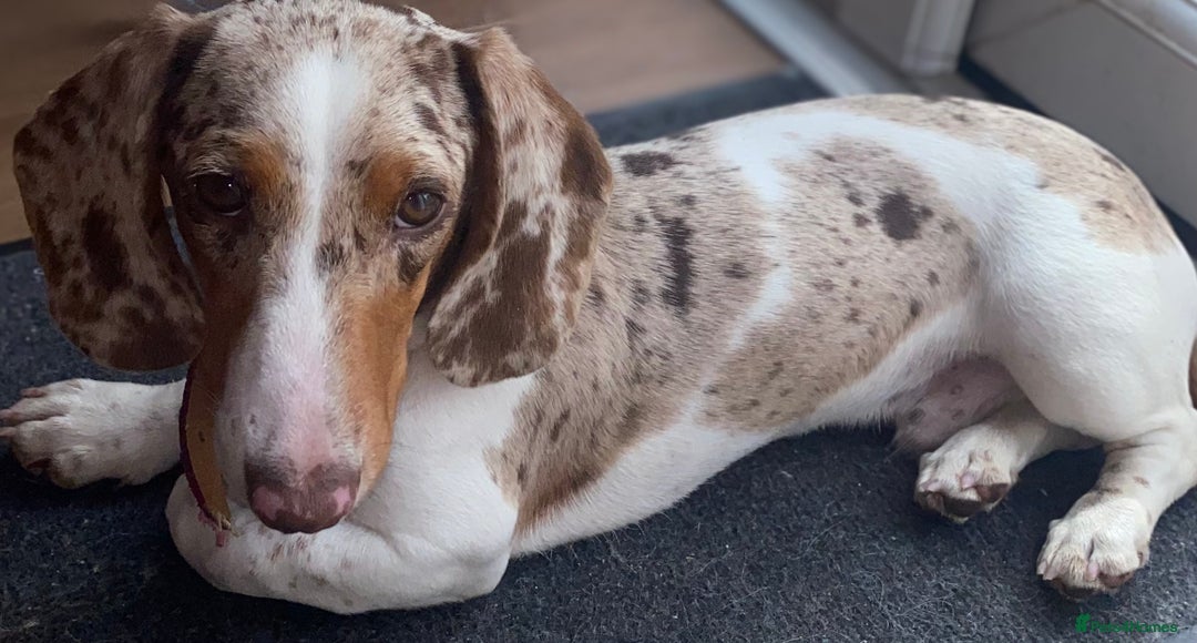 Miniature Dachshund dogs for sale: Beautiful miniature dachshund for sale  - Image 2