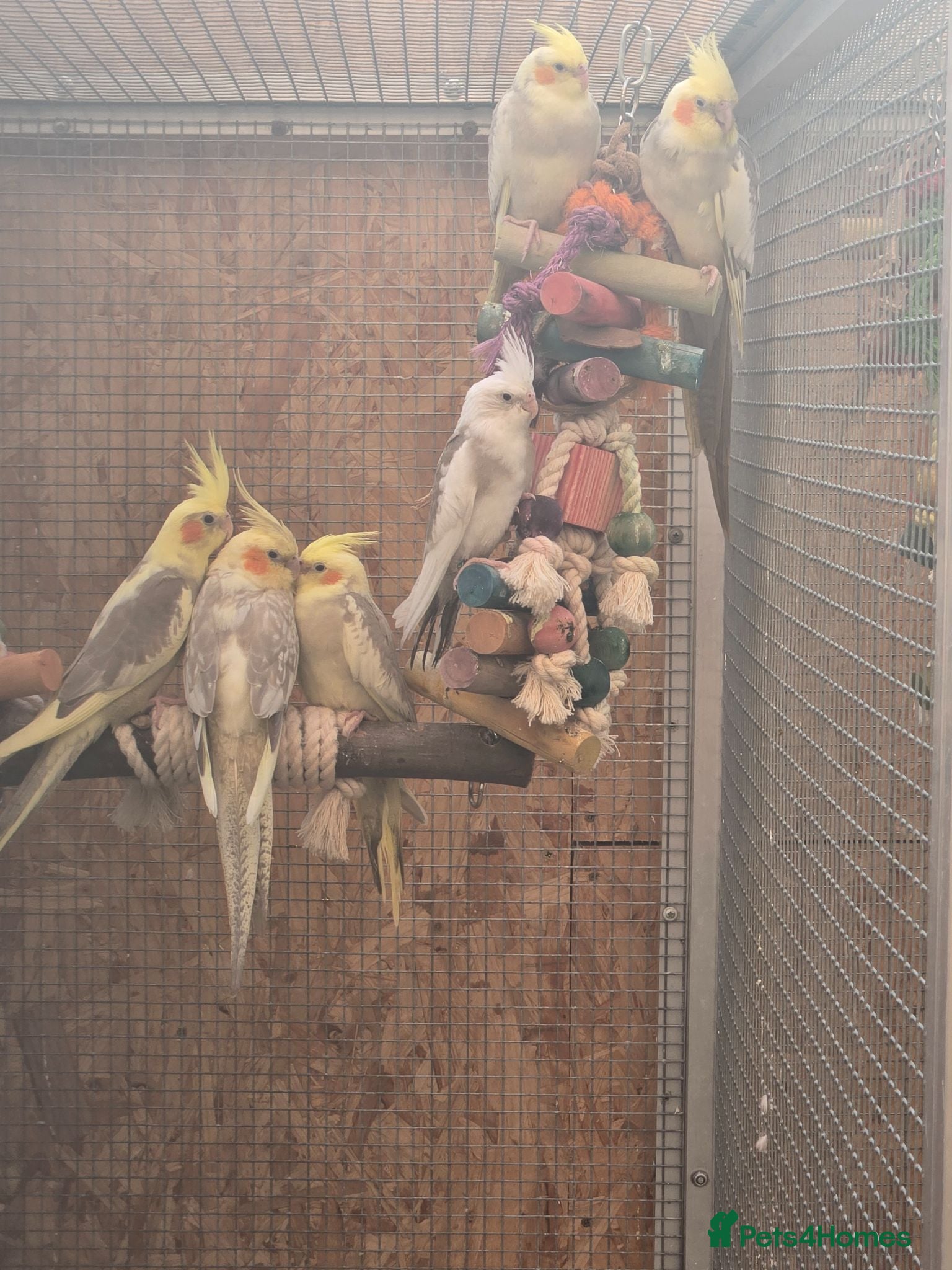 Cockatiels birds Hand reared cockatiels - Advert 23