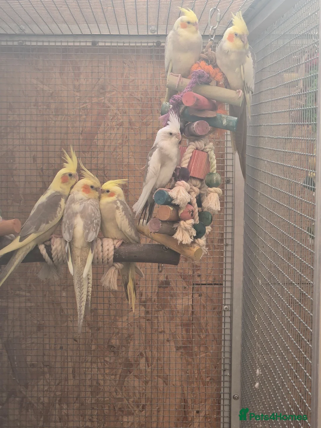 Cockatiels birds for sale: Hand reared cockatiels - Advert 1