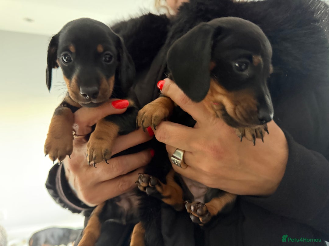 Dachshund dogs for sale: Dashchund Pups one boy one girl - Advert 2