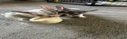 French Bulldog dogs for sale: beautiful french bull dog puppies - Advert 26