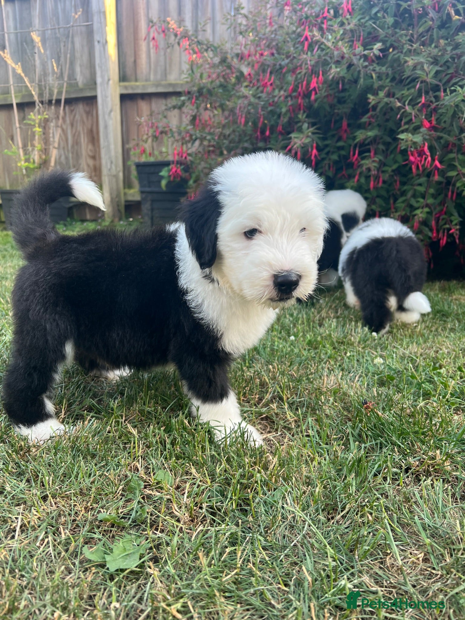 Old English Sheepdog dogs Old English Sheepdog Puppies  - Advert 1