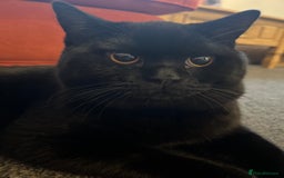 British Shorthair cats for sale: Two stunning boys looking for a loving home! - Image 4