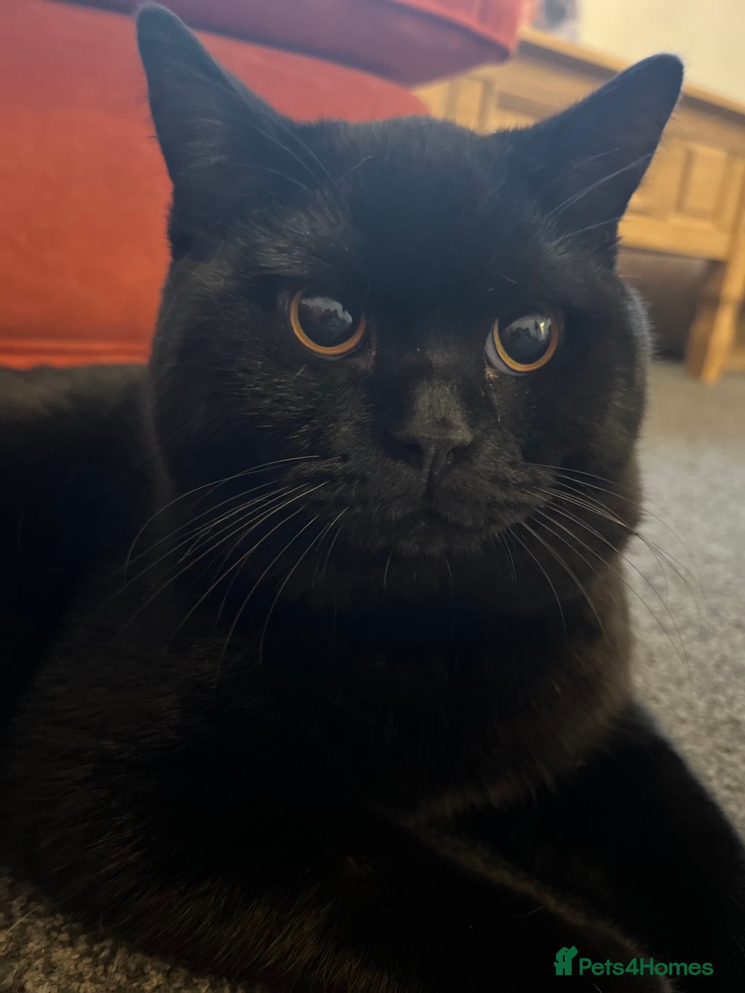 British Shorthair cats for sale: Two stunning boys looking for a loving home! - Image 4