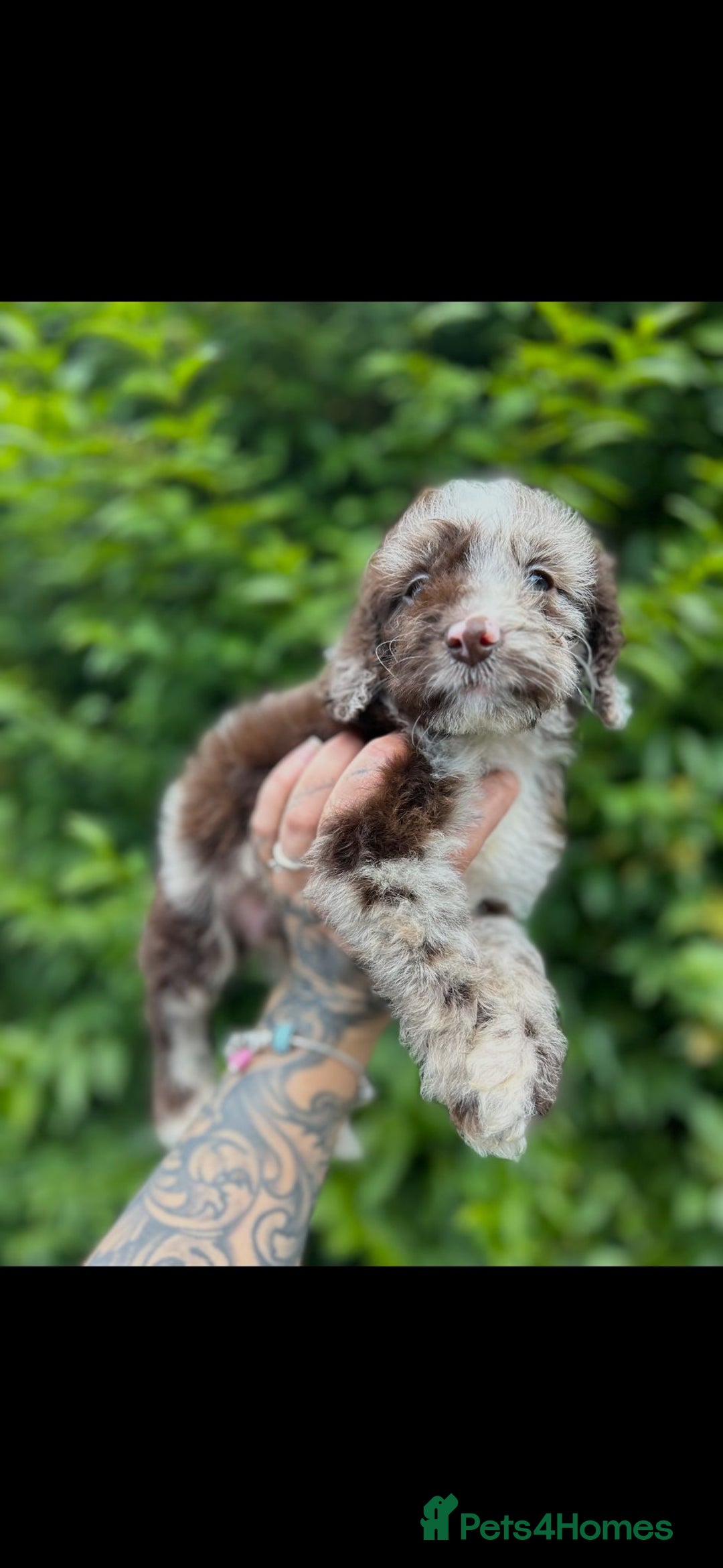 Cockapoo dogs for sale: F1 Toy Cockapoos - Image 1
