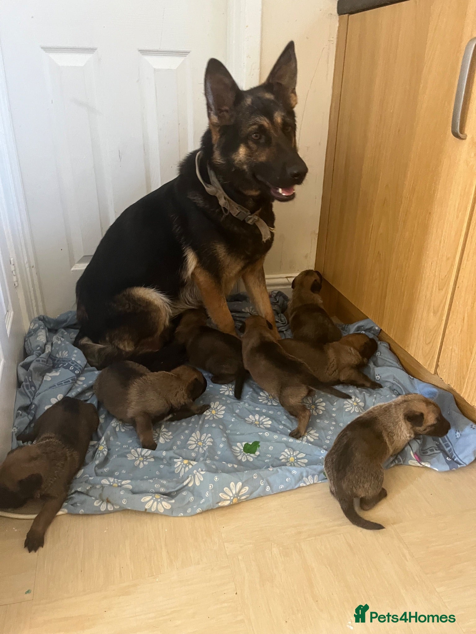 Mixed Breed dogs Belgium Malinois cross German Shepherds - Advert 7