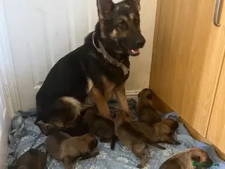Mixed Breed dogs Belgium Malinois cross German Shepherds - Advert 1