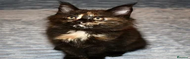 Maine Coon 1