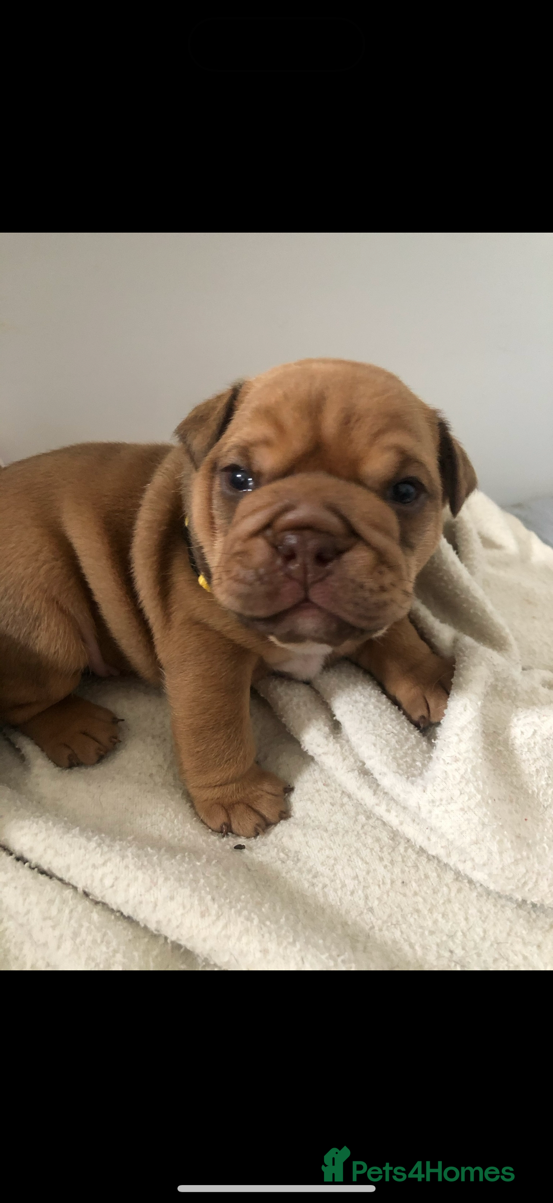 English Bulldog dogs for stud: For stud  - Advert 2