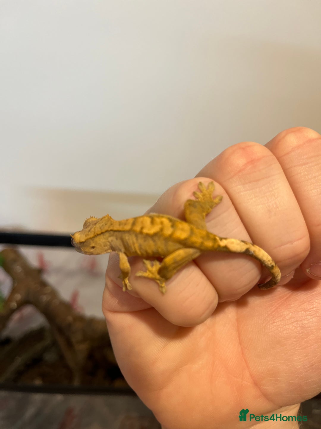 Gecko reptiles for sale: Crested gecko babies for sale  - Advert 26