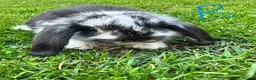 Mini Lop rabbits for sale: Mini Lop Rabbits For Sale  - Advert 11