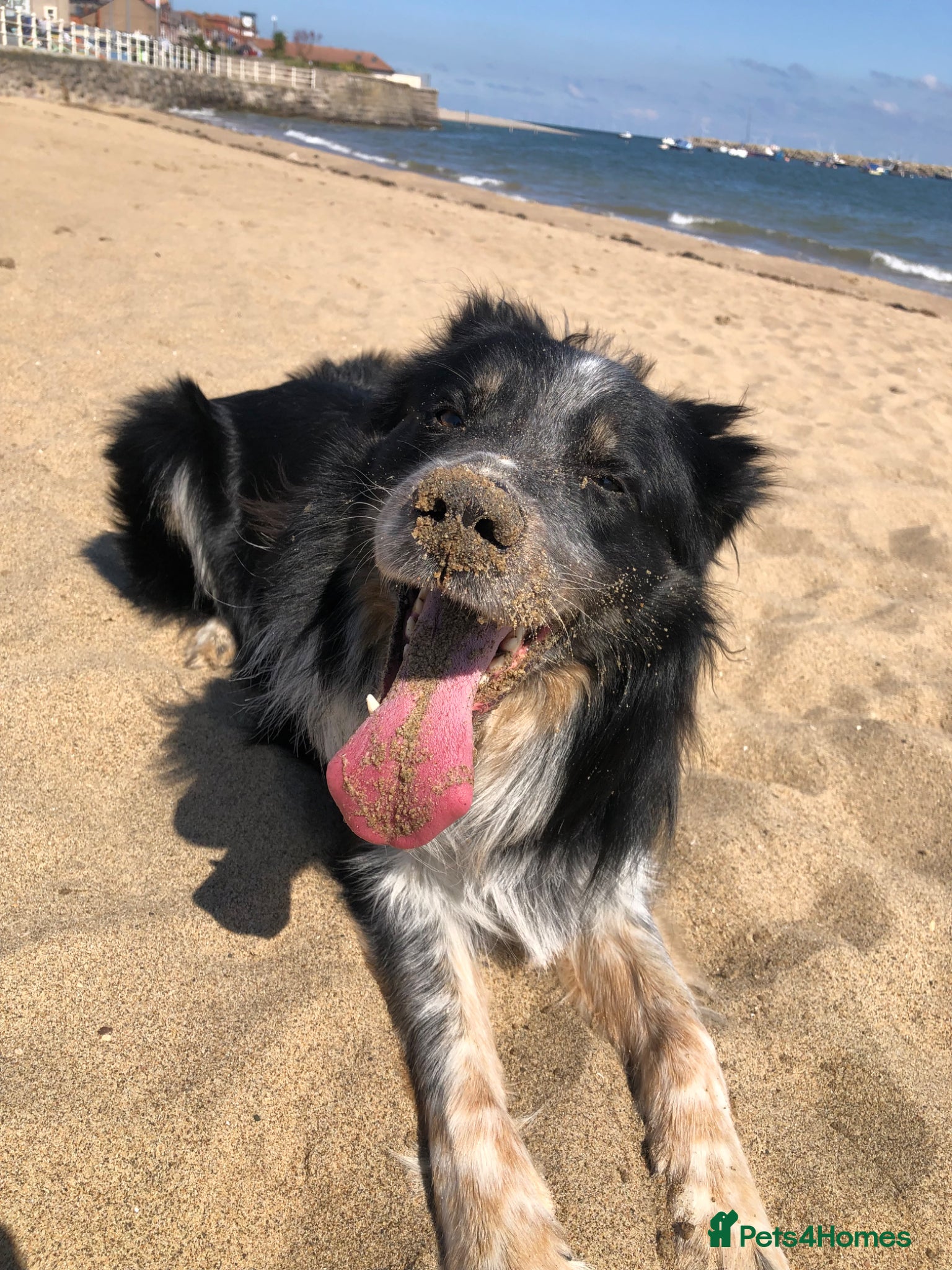 Border Collie dogs Ted needs an adult household - Advert 8