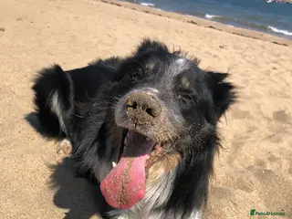 Border Collie dogs Ted needs an adult household - Advert 8