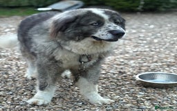 Caucasian Shepherd Dog dogs for stud: Gorgeous Caucasian Shepherd for Stud - Image 3