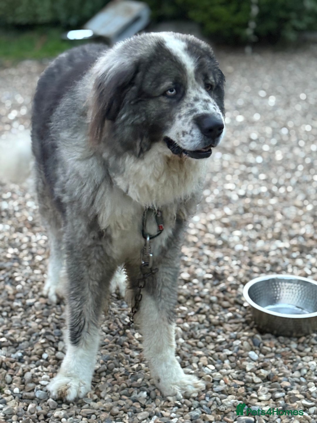 Caucasian Shepherd Dog dogs for stud: Gorgeous Caucasian Shepherd for Stud - Image 3