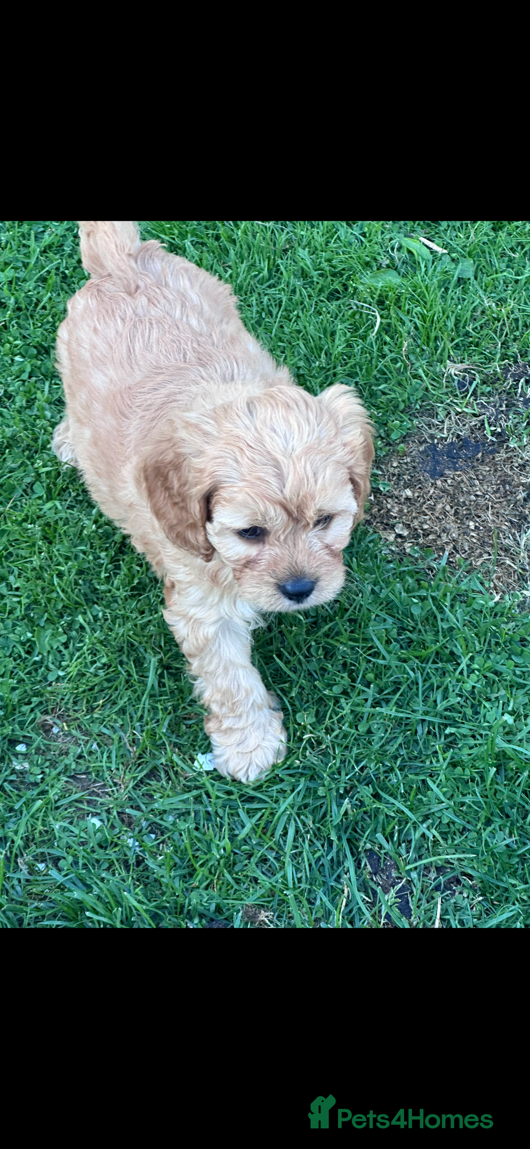 Cavapoo dogs for sale: ***** cavapoo pups ready now ***** - Image 3