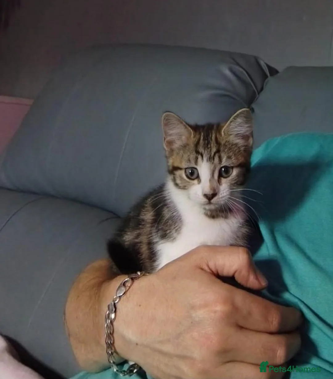 Mixed Breed cats for sale: Male kitten for sale  in Nottingham - Advert 2