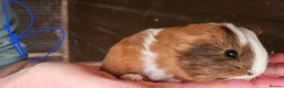 Guinea Pig rodents for sale: Male Guinea Pigs in Shrewsbury - Advert 2