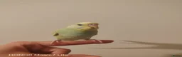 Budgerigars birds for sale: Baby budgies for sale  - Advert 6