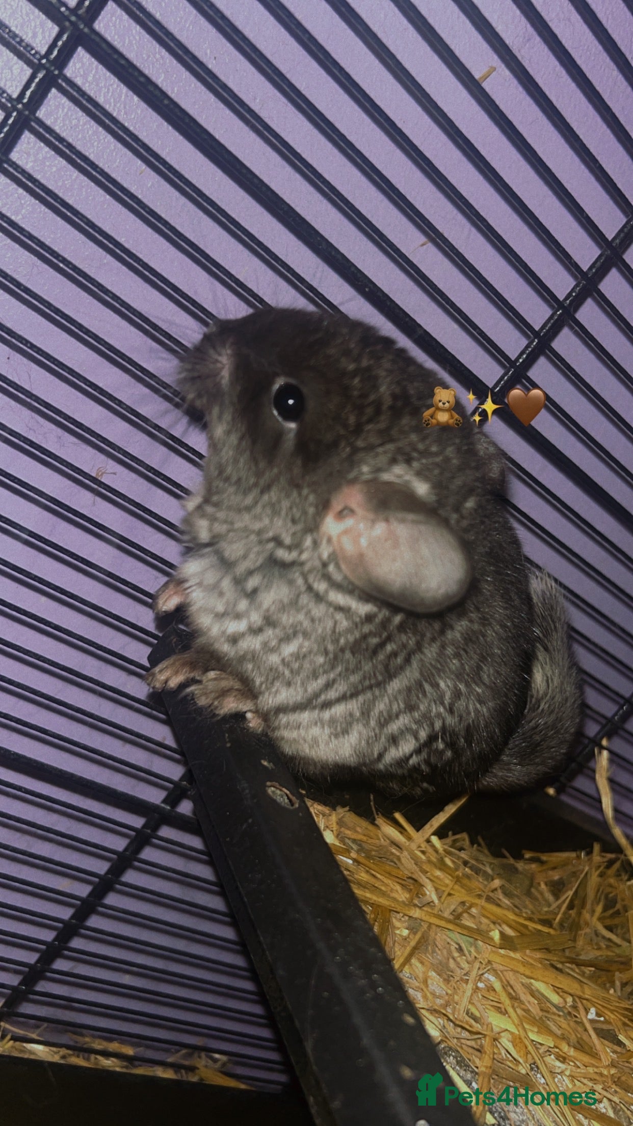 Chinchilla rodents Baby boy chinchilla  - Advert 1