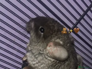 Chinchilla rodents Baby boy chinchilla - Advert 1