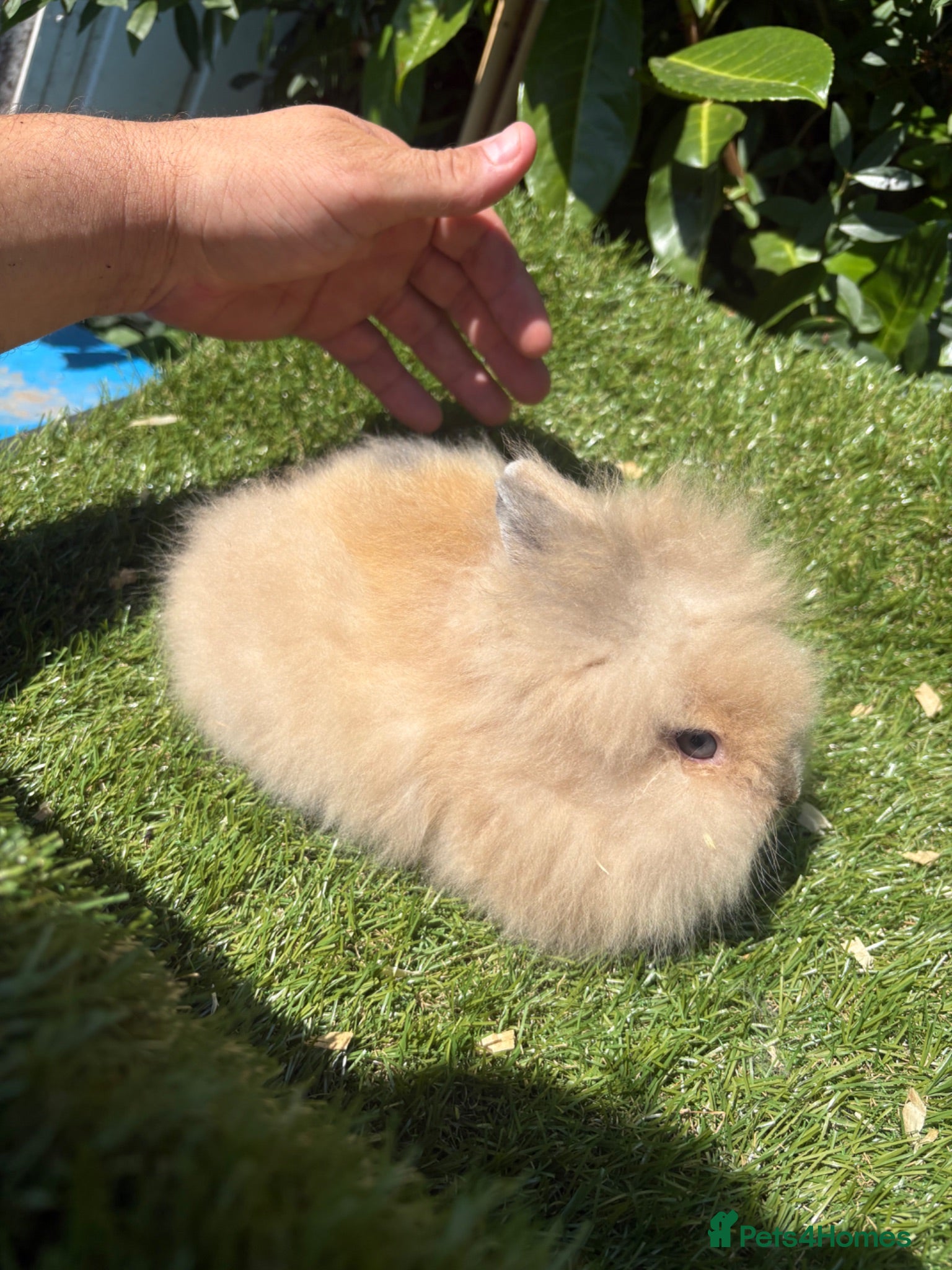 Lionhead rabbits Double Main Lionhead Boy Bunnies - Advert 9