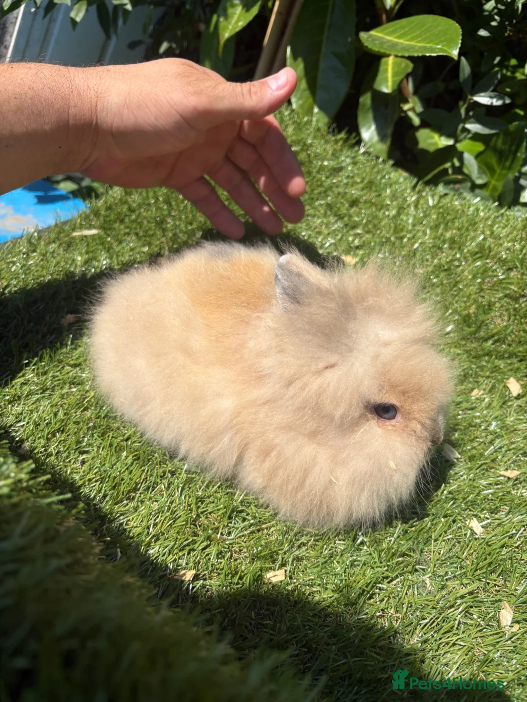 Lionhead rabbits for sale: Double Main Lionhead Bunnies - Boys & Girls - Advert 1