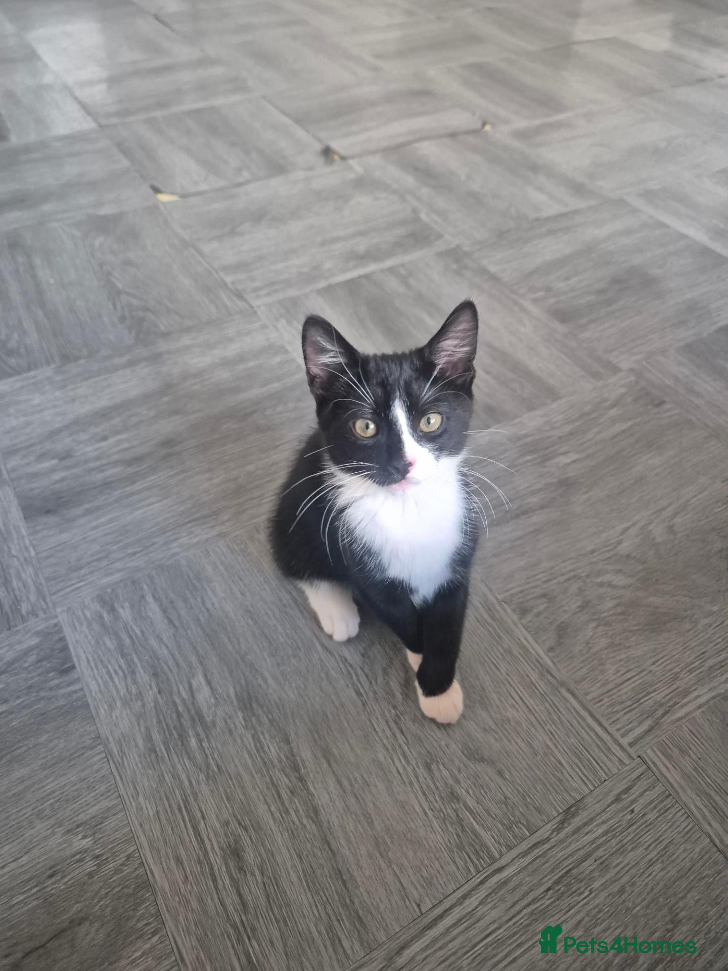 Mixed Breed cats Adorable Male Kitten Looking for a Loving Family - Advert 3
