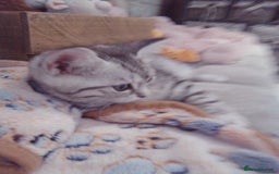 Scottish Fold cats for sale: Two cutie Scottish straights for sale - Image 6