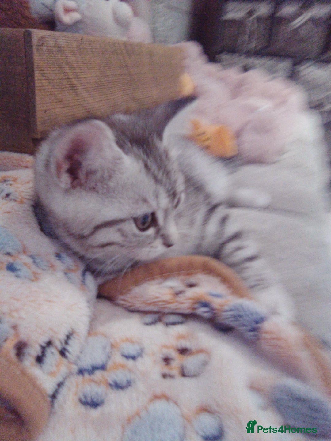Scottish Fold cats for sale: Two cutie Scottish straights for sale - Image 6