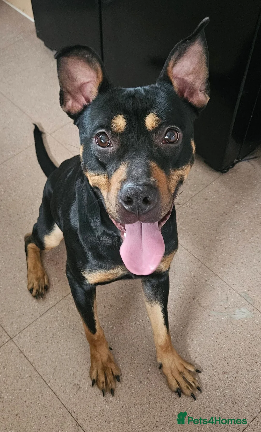 Mixed Breed dogs for sale: Rottie cross female - Advert 2