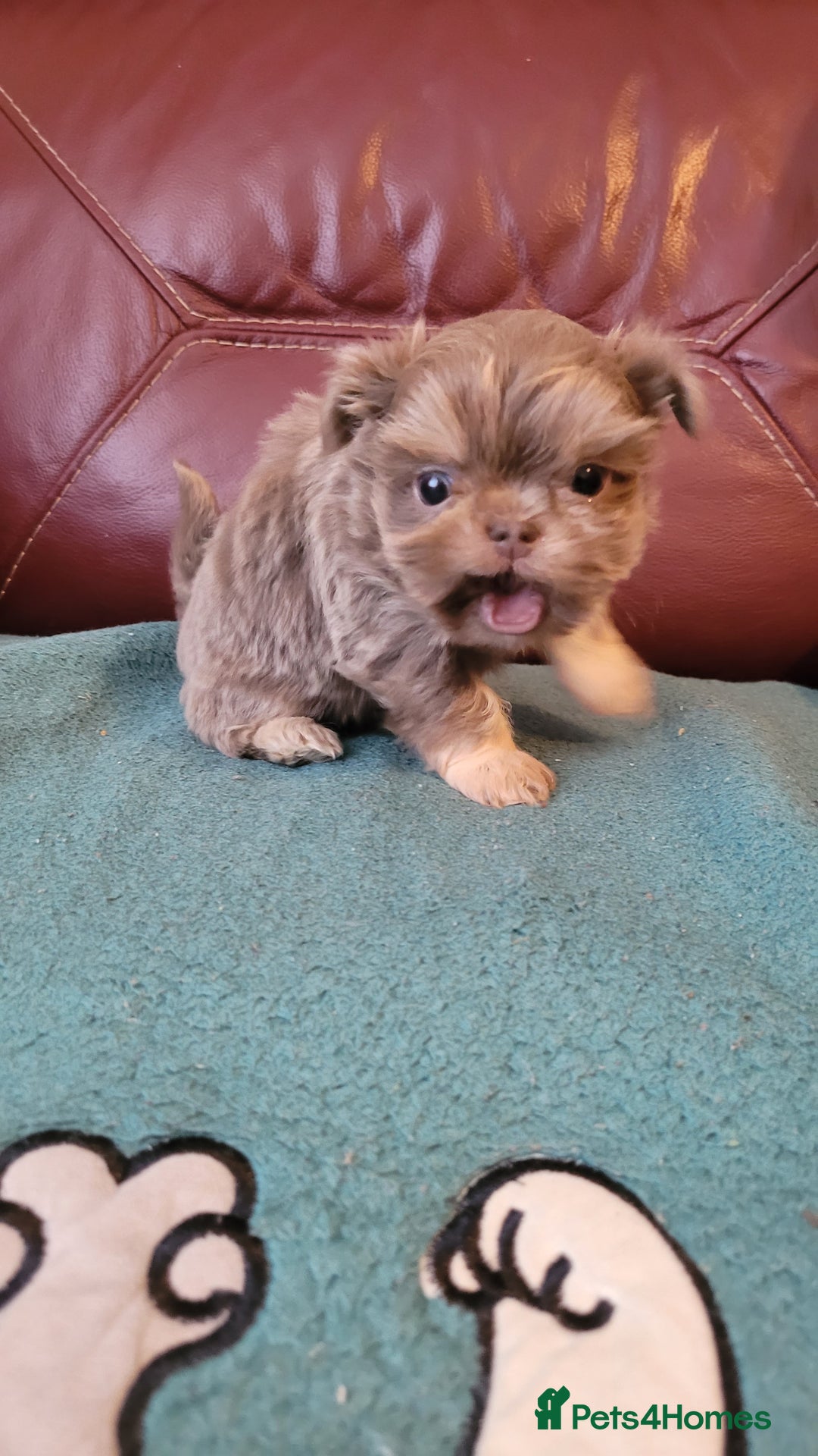 Shih Tzu dogs for sale: Three stunning KC Lavender/dobie Imperial ShihTzu - Advert 14