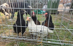 Chickens poultry for sale: 2 Cockerells - Image 4