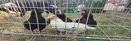 Chickens poultry for sale: 2 Cockerells - Advert 4